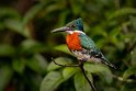 018 Noord Pantanal, groene ijsvogel